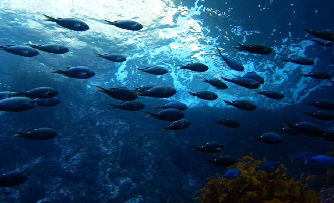 Als de duikplaats van de Poor Knight Islands 7e ter wereld werd geplaatst door de bevelhebber Cousteau, is het niet toevallig. Het aquatische leven is bijzonder rijk daar.