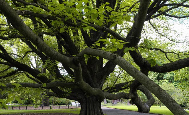 Le dimensioni dei rami spesso sorprendono i visitatori. Tuttavia, questo tipo di albero si trova anche nei giardini pubblici (ad esempio Christchurch).