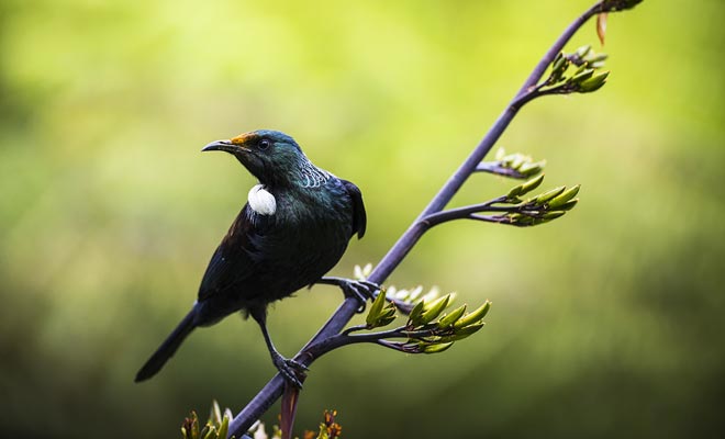 Anche se non è un pappagallo, un tui è in grado di imitare la voce umana. Maori gli ha insegnato a ripetere frasi o canzoni.