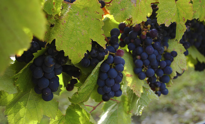 I vigneti del Waikato godono di un bel sole e di un clima mite tutto l'anno.