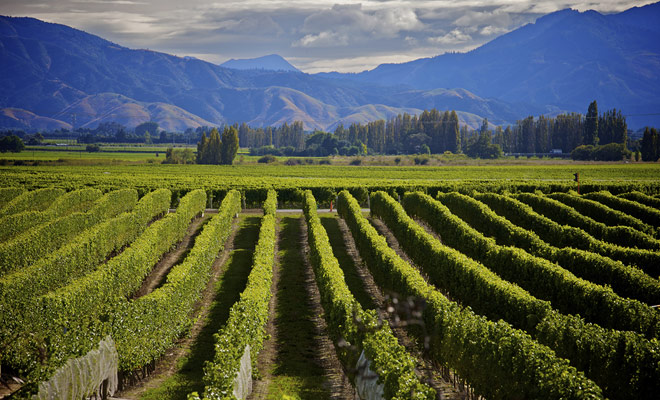 Il vigneto di Saint Clair si trova nella zona di Marlborough, sulla punta settentrionale dell'isola sud della Nuova Zelanda. È in questa regione che produciamo i migliori Sauvignoni bianchi del paese e anche del mondo.