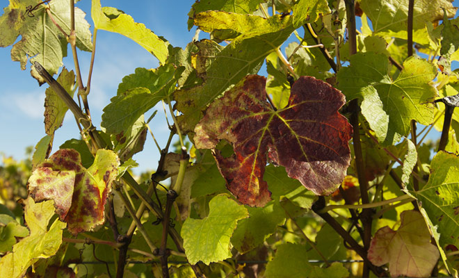 I primi vitigni della Nuova Zelanda furono piantati dai coloni britannici. I vini prodotti erano mediocri o cattivi. Il completo rinnovamento delle varietà di uve negli anni '80 che ha cambiato la situazione è stata una vera e propria rivoluzione.