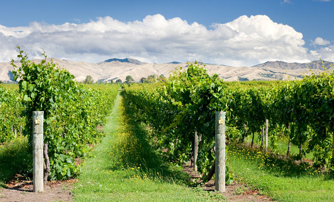 La Nuova Zelanda è rinomata per la qualità dei suoi vini, ma è soprattutto il suo Sauvignon Blanc, rinomato e vincitore di trofei internazionali.