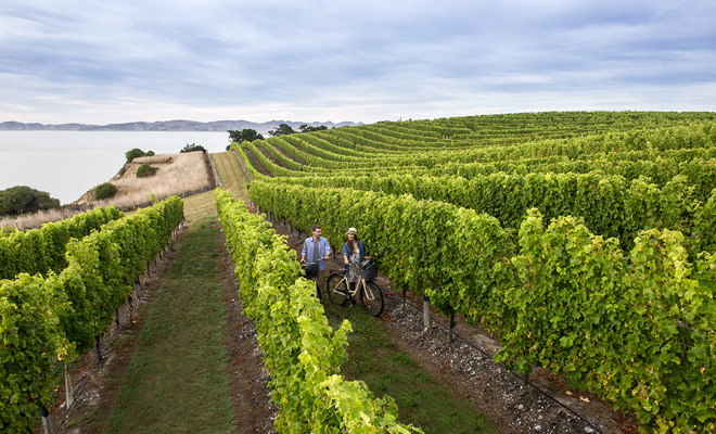 Se si trovano vigneti sulle due isole del paese, la qualità dei vini prodotta varia in base al clima. L'isola di Jade sembra essere favorita e dà il meglio Sauvignon blanc e Pinot noir.