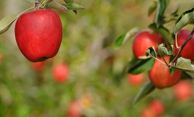 Come tutti i lavori all'aperto, la raccolta di frutta in Nuova Zelanda dipende in gran parte dal tempo. Ma la pioggia non è l'unico ostacolo di questo lavoro piuttosto fisico, bisogna anche fare attenzione alle scottature.