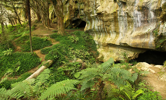 De Waipu Caves liggen tussen Whangarei en de stad Waipu en het ligt op slechts 20 km rijden.