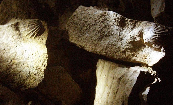 Tutta la zona di Waitomo era precedentemente situata sotto il mare. Ciò è dimostrato dalla presenza di numerosi fossili di molluschi.