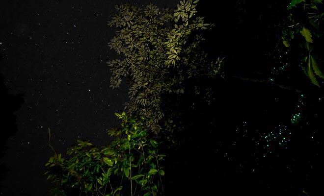 Se siete claustrofobici, non sarete privati ​​del piacere di ammirare i glowworms. Basta camminare nella foresta alla sera e scoprirli.