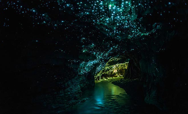 I glowworm brillano per attrarre una preda da divorare. Più un verme è affamato e più forte risplende.