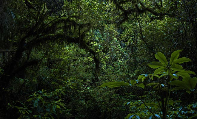 Ci sono molte grotte nascoste nella foresta. Una buona ragione per evitare il fuoripista e seguire il sentiero.