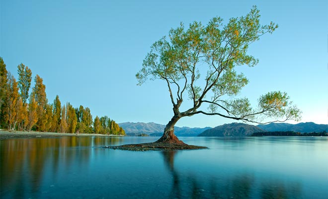 L'albero solitario di Wanaka è probabilmente il più famoso del paese. Cresce in acqua vicino alla riva.