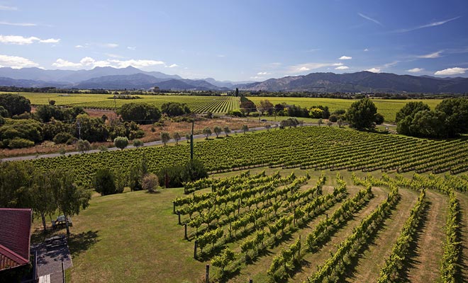 I vigneti della Nuova Zelanda approfittano della ricchezza del terreno vulcanico. Alcuni vitigni danno un eccellente sauvignon bianco.