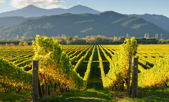 Di tutti i vini prodotti in Otago, specialmente i vini rossi che incontrano un grande successo, in particolare il famoso pinot noir di Rippon Vineyard.