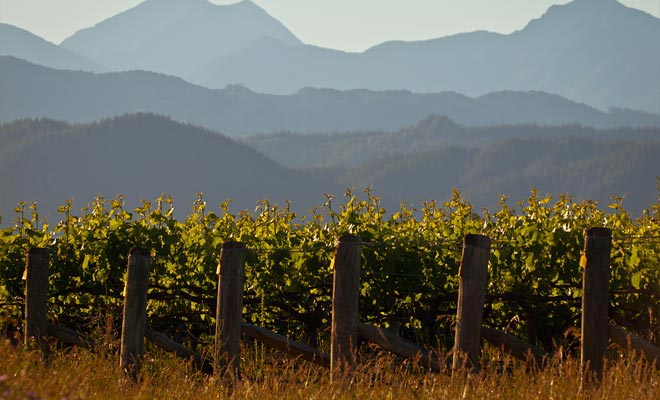 La ricchezza del suolo vulcanico spiega in parte il successo dei vini prodotti nella regione di Otago. L'altro motivo per il successo è legato all'assistenza reciproca degli operatori che mette in comune la loro esperienza.