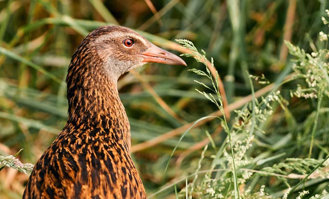 Il weka non teme la presenza di un uomo che non esita a visitare case in cerca di cibo.