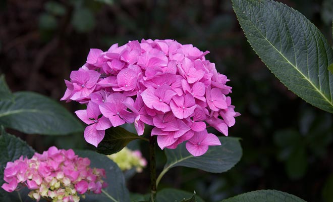 Il giardino della Rosa di Lady Norwood nel giardino botanico di Wellington ha varie varietà di rose.