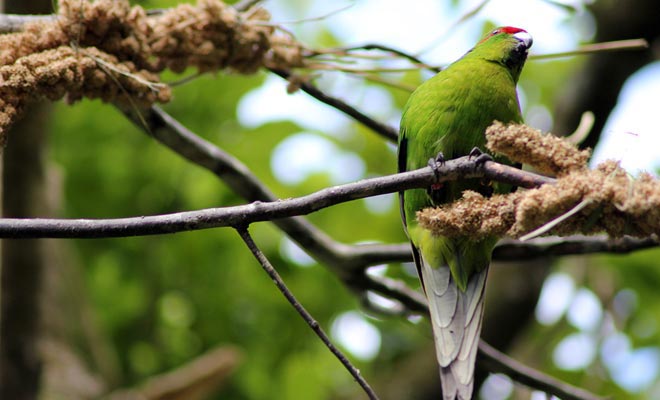 Alcune specie emblematiche della Nuova Zelanda sono ora minacciate di estinzione. Il santuario della Zealandia rende possibile conservare queste specie dai predatori che sono per lo più cani o gatti semplici.