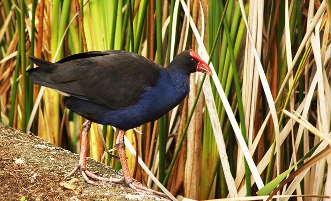 Il santuario di Karori di Zealandia è sede di tuaturas. Questa specie endemica alla Nuova Zelanda è protetta dai predatori.