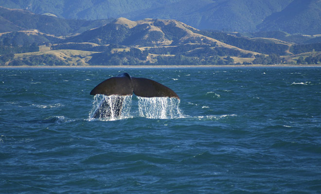 Non ci sono stagioni ideali per il controllo delle balene in Nuova Zelanda, in quanto sono presenti per tutto il tempo nella penisola di Kaikoura.