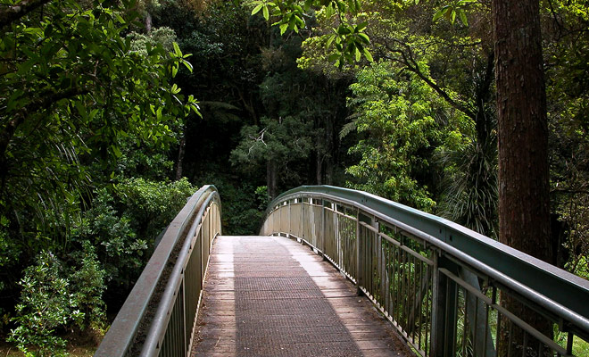 Om naar de Whangarei Falls te gaan, volgt u een korte wandeling en een brug die de Hatea River oversteken.