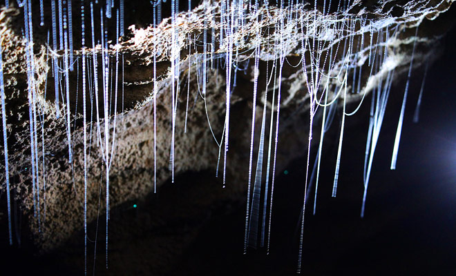 Glowworms zijn eigenlijk larven die schijnen om prooi aan te trekken, wanneer ze elkaar niet alleen verslinden. Het hangende filament is eigenlijk een aas.