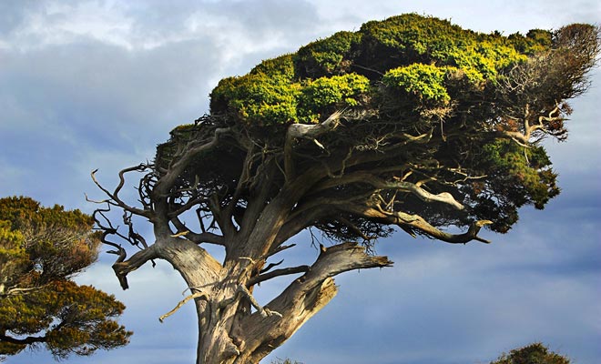 Nieuw-Zeeland is in de 40e Roaring. De krachtige wind buigt de bomen in zeer originele houdingen.