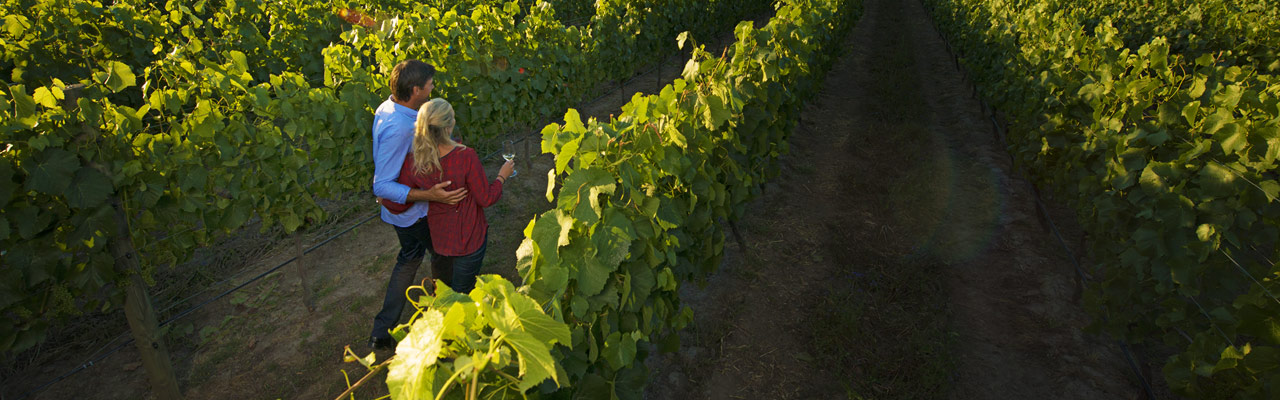 Come visit the vineyards and taste the wines of New Zealand.