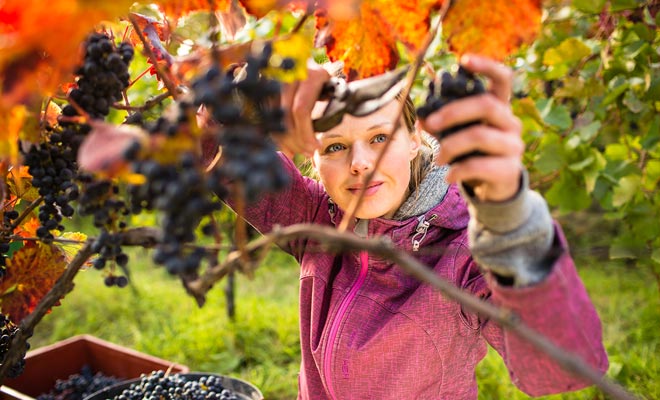 Poiché i muscoli vengono ricercati, di solito usati poco nella vita quotidiana, la raccolta delle frutta dà alcuni dolori. Il dolore cade dopo qualche giorno, quindi non deviarti.