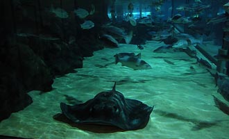 Il grande acquario di Kelly Tartlon ha anche un tunnel sottomarino.