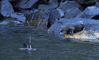 Una colonia di leoni marini si trova non lontano dal mare di Tasmania