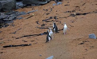 I pinguini non sono lontani dal faro di Katiki. Un osservatorio permette di guardarli in spiaggia senza disturbarli.