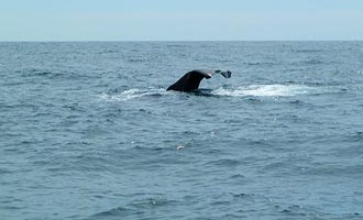 Boottochten maken het mogelijk om de walvissen te observeren die in de duikboot duiken.