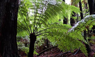 I sentieri di Redwood sono facilmente raggiungibili e pochi minuti dal centro.