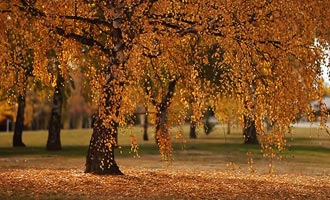 Sommige mooie landschappen van Nieuw-Zeeland in de herfst.