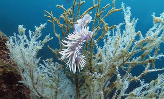 Alleen met duiken kunt u het plankton bewonderen dat onderaan het fjord groeit.