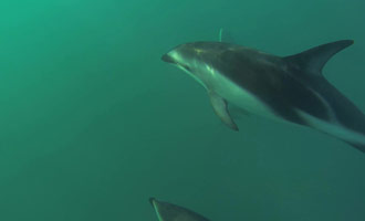 Deze documentaire schildert zwemmen met dolfijnen in het schiereiland Kaikoura van het Zuidereiland.