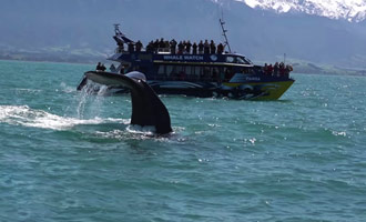Deze video toont u een uitje om de walvissen in het Kaikoura Peninsula te bekijken.