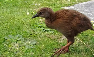 Een kleine documentaire op de weka, dat is een leuk dier dat je tijdens je vakantie tegenkomt.