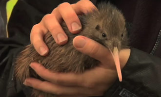 Ontdek waarom het nodig is om de kiwi te beschermen, deze soort bedreigde met uitsterven.