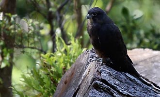 Falco Karearea è una specie in via di estinzione reintrodotta al santuario di Karori della Zealandia.