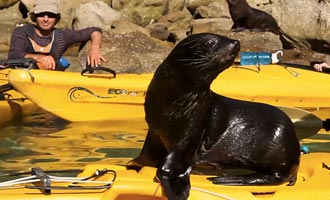 Il est interdit d'accoster sur l'île de Tonga Island, mais il arrive que des otaries s'approchent des kayaks avec curiosité.