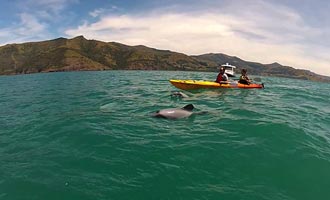Le kayak est une solution alternative pour approcher les dauphins sans les effrayer.