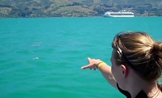 Vous pouvez nager avec les dauphins d'Hector mais vous devrez porter une combinaison, car l'eau de la péninsule est assez froide.