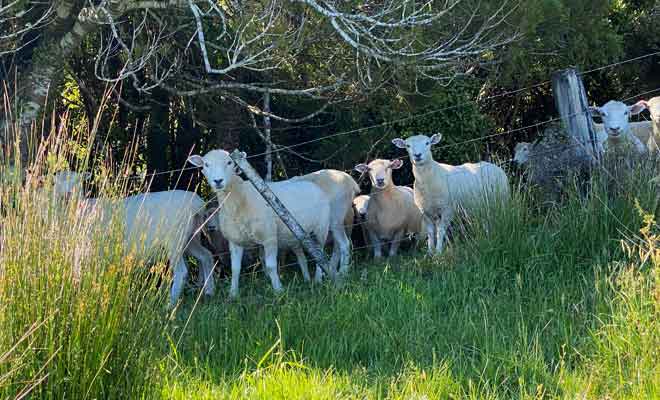 Moutons à Te Hapu