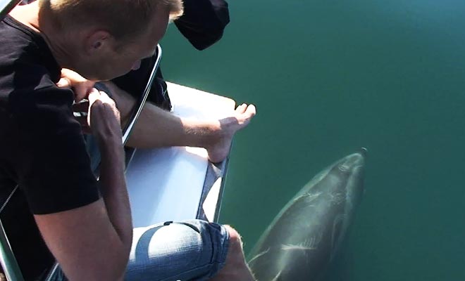 Pour nager avec les dauphins il faut s'équiper d'un masque et d'un tuba avant des les rejoindre dans l'eau.