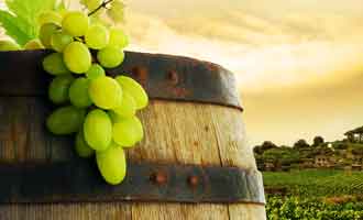 La naissance des vignobles en Nouvelle-Zélande