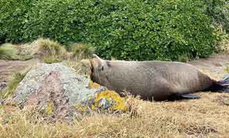 Les otaries de la colonie