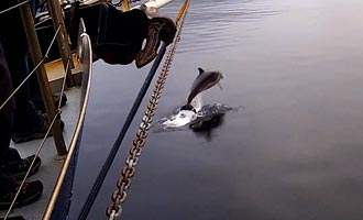 Vous pouvez filmer ou photographier les dauphins quand ils s'approchent du bateau.