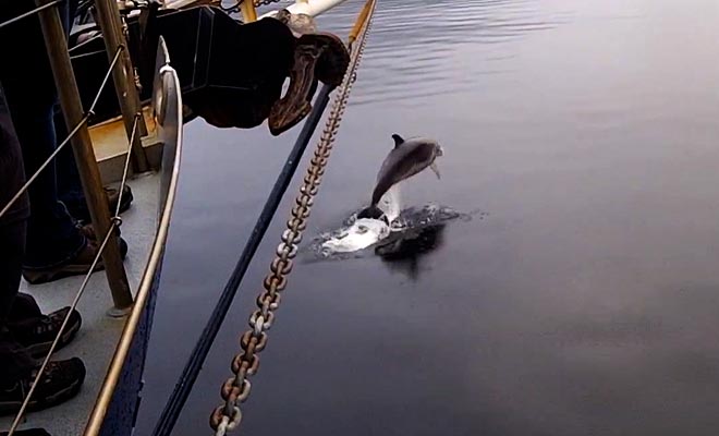 Vous pouvez filmer ou photographier les dauphins quand ils s'approchent du bateau.