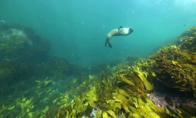 Si vous désirez découvrir la vie aquatique du fiord, vous pouvez participer à de la plongée sous-marine. Il arrive que des otaries vous approchent par curiosité.